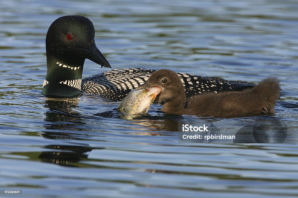 Plongeon huard avec chick - Photo de Lac libre de droits