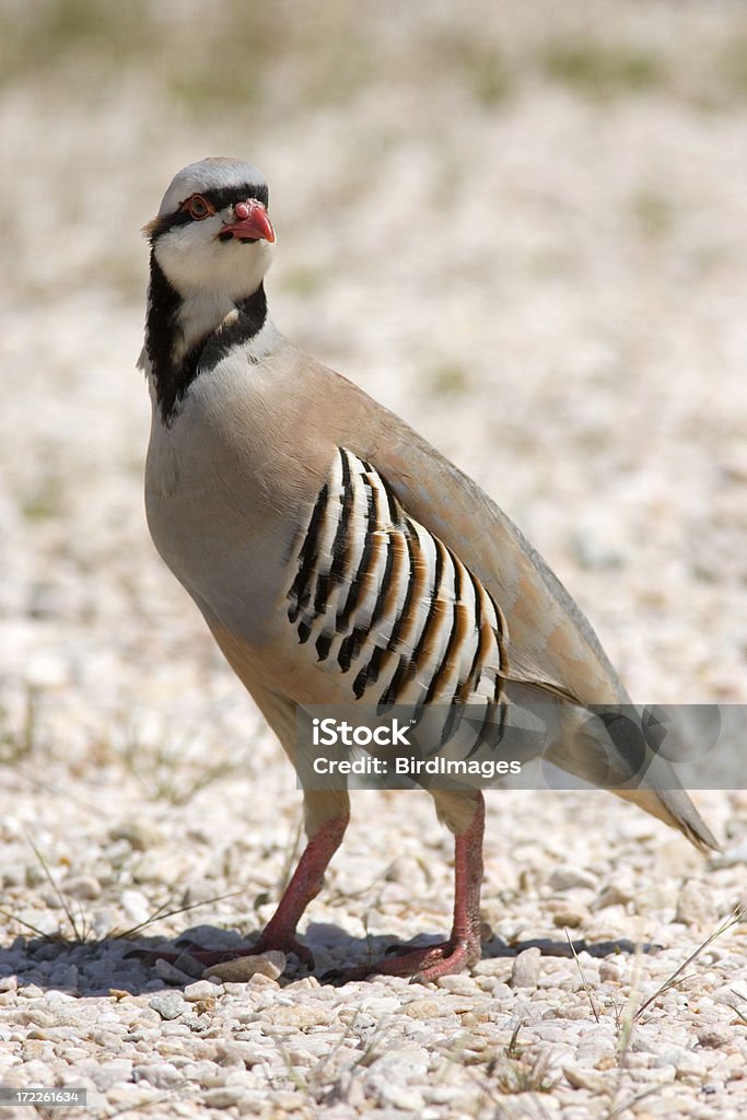 Chukar, Rock Pernice - Foto stock royalty-free di Uccello