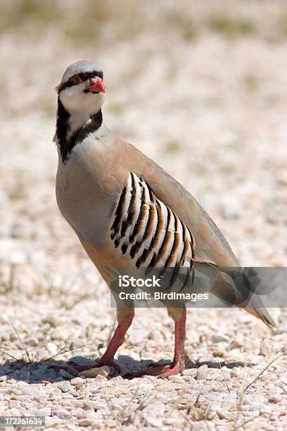 Chukar Rock Pernice - Fotografie stock e altre immagini di Uccello - Uccello, Animale, Animale selvatico