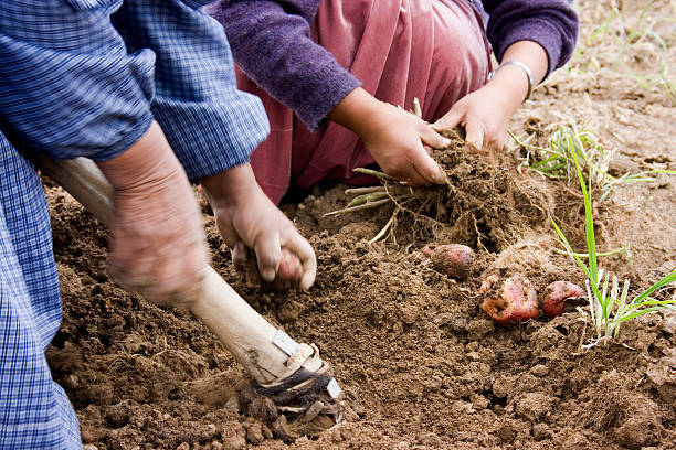 Potato harvest stock photo