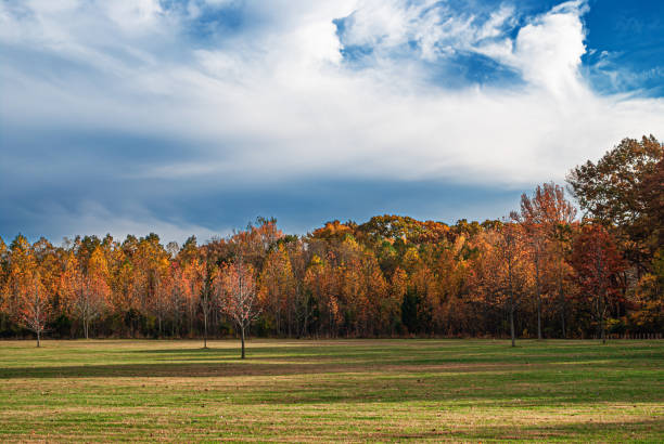 istock Field of Autumn Trees 1722618029