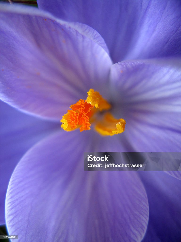 Lila Krokus Makro - Lizenzfrei Blume Stock-Foto