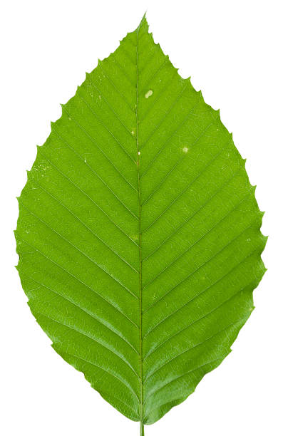 beech liść na białym tle - beech leaf zdjęcia i obrazy z banku zdjęć