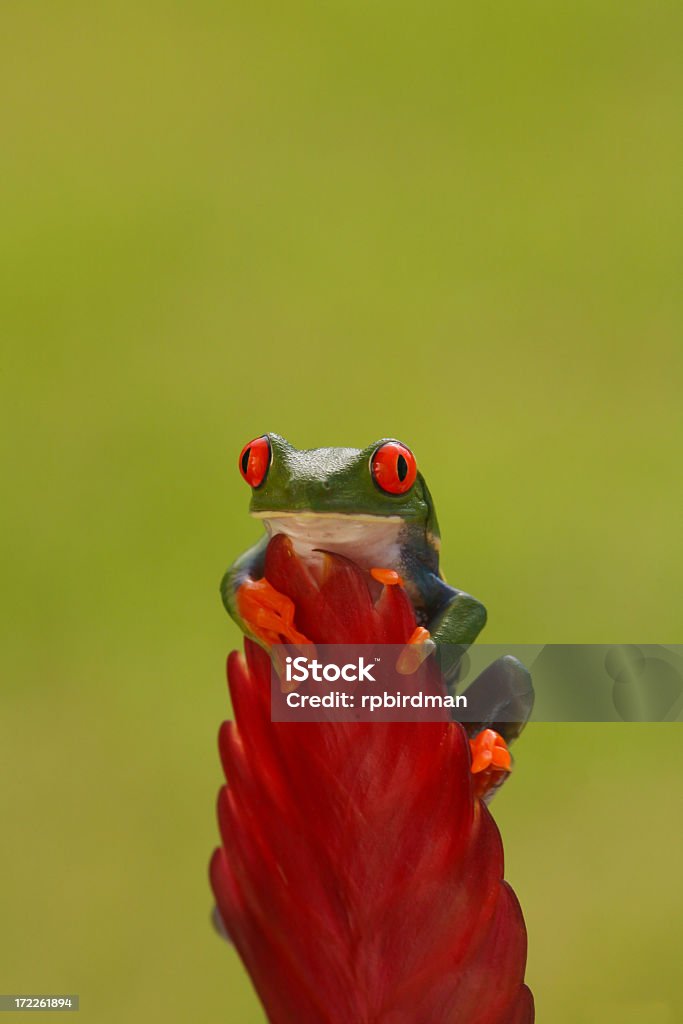 Red-eyed Tree frog - Lizenzfrei Amphibie Stock-Foto