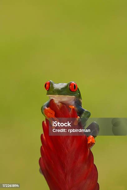 Redeyed Tree Frog Stockfoto und mehr Bilder von Amphibie - Amphibie, Baum, Bunt - Farbton