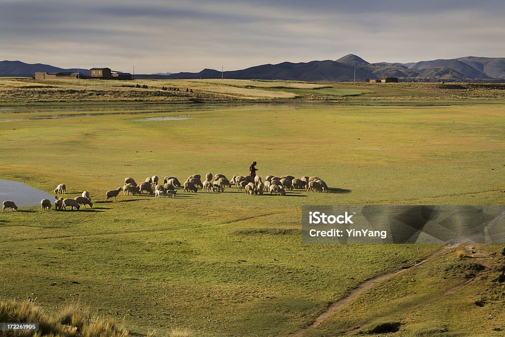 羊飼いの農家の遊牧がある羊、子羊のアンデス山脈、南アメリカ、ペルー共和国 - ペルーのロイヤリティフリーストックフォト