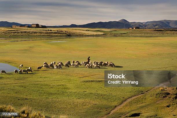 羊飼いの農家の遊牧がある羊子羊のアンデス山脈南アメリカペルー共和国 - ペルーのストックフォトや画像を多数ご用意 - ペルー, 山, 羊飼い