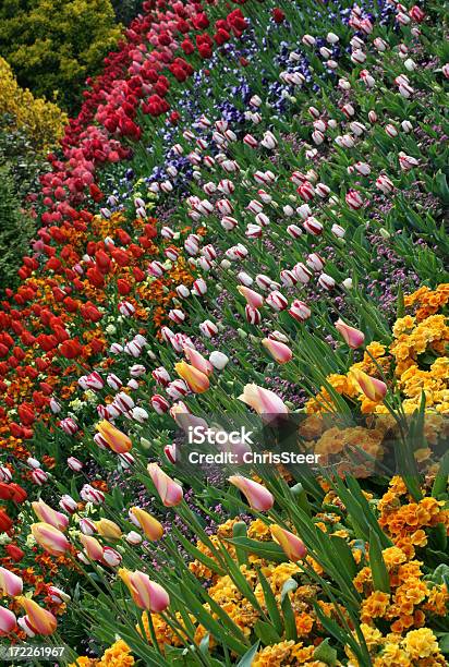 Kolorowy Kwiat Łóżko - zdjęcia stockowe i więcej obrazów Chelsea Flower Show - Chelsea Flower Show, Fotografika, Główka kwiatu