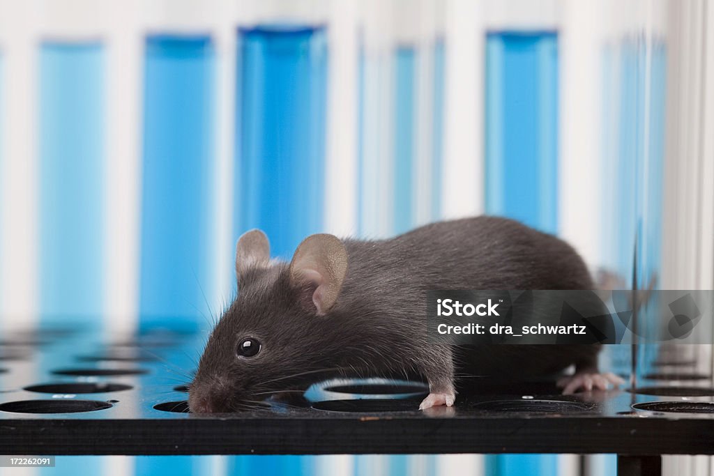 Ratón de laboratorio - Foto de stock de Ratón - Animal libre de derechos