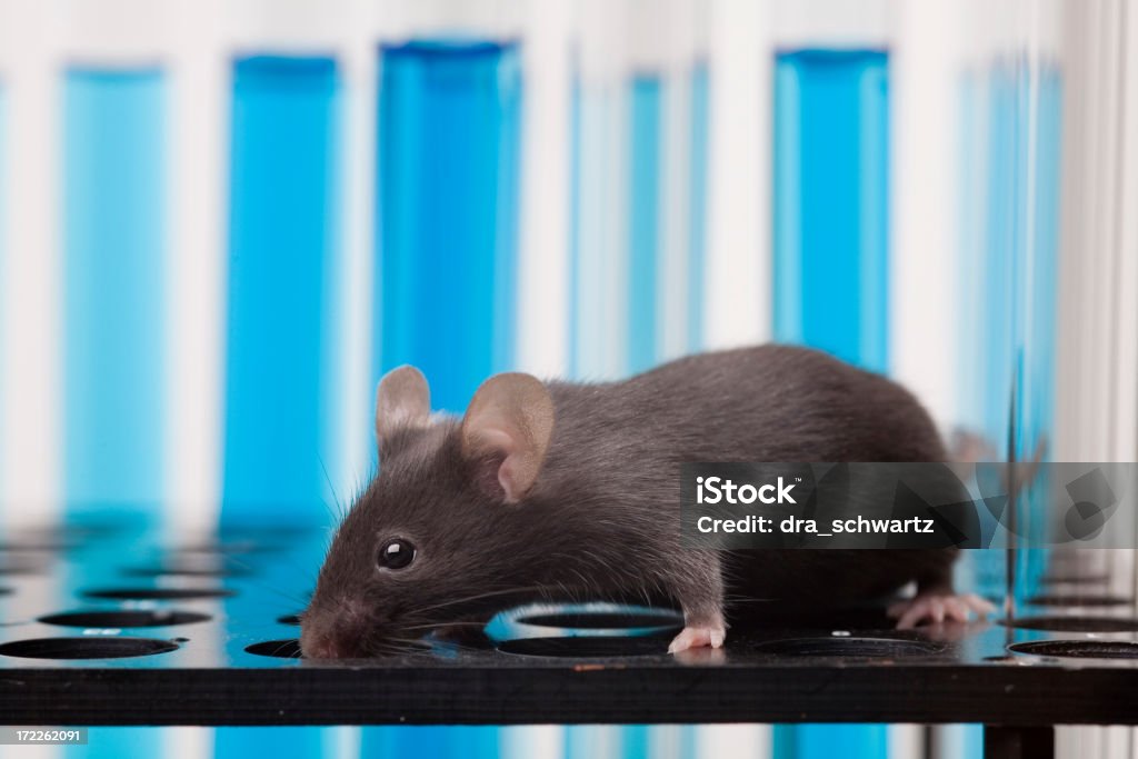Laboratory mouse Mouse - Animal Stock Photo Laboratory mouse Mouse - Animal Stock Photo