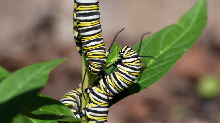 Colorful monarch butterfly caterpillars eating milkweed plants