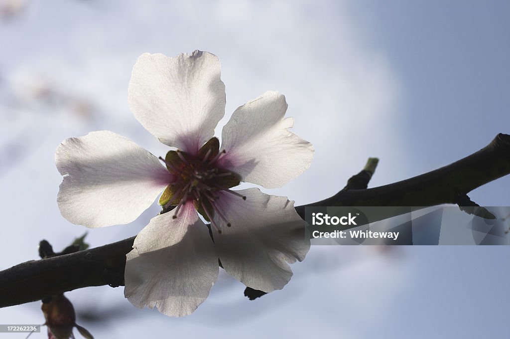 ホワイトの花の繊細な透明 - カラー画像のロイヤリティフリーストックフォト