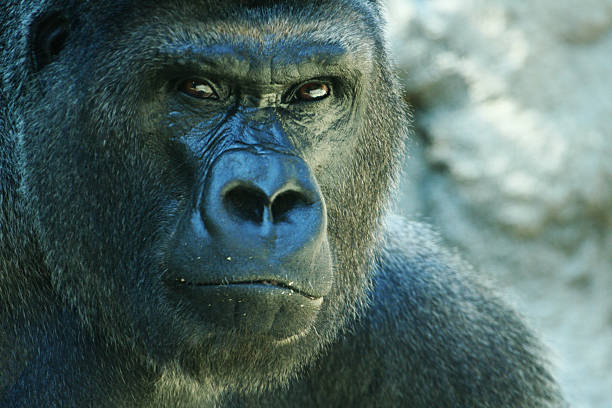 Gorilla stares at camera stock photo