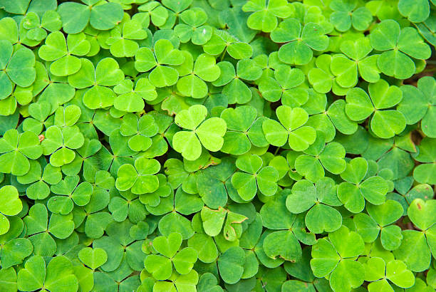 istock Flower Bed of (lucky) Clover 172262335