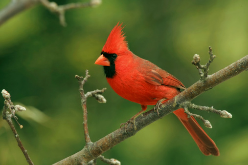 Male cardinal perched on a tree branch in the woods