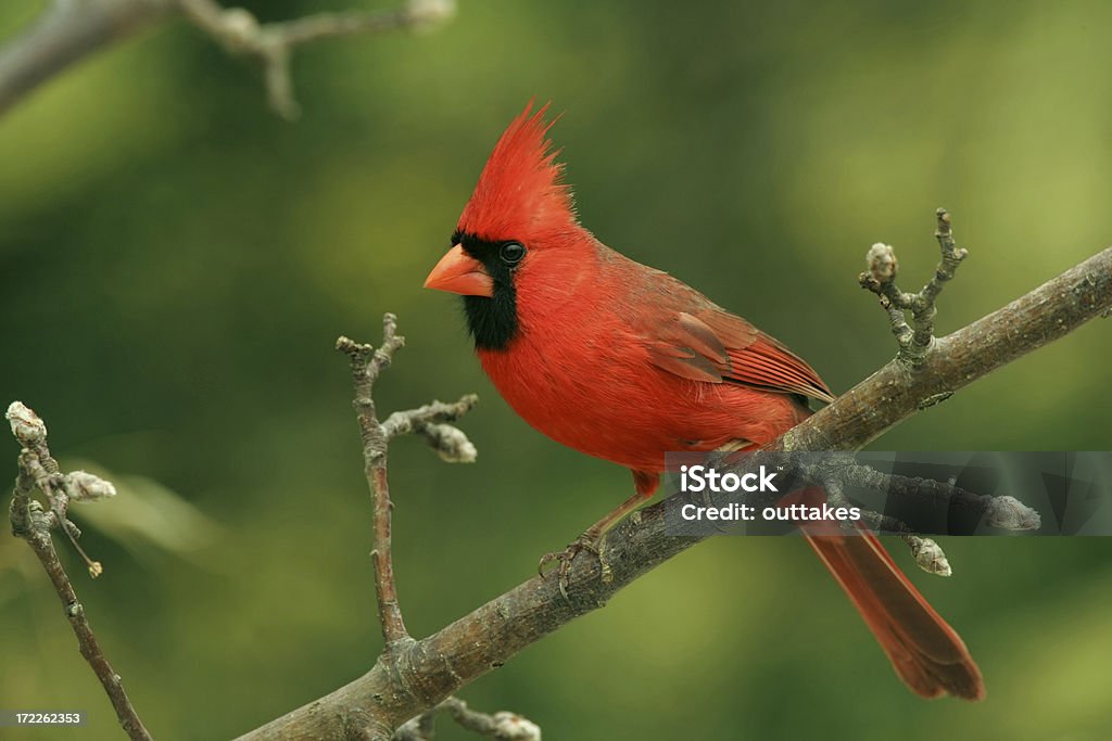 Северная Кардинал (мужчины - Стоковые фото Птица кардинал роялти-фри