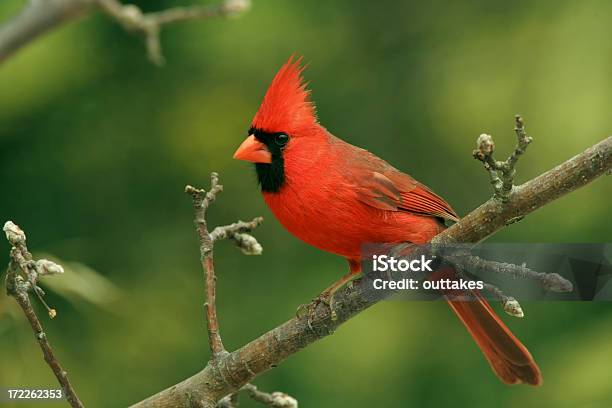 Северная Кардинал Мужчины — стоковые фотографии и другие картинки Птица кардинал - Птица кардинал, Птица, Красный
