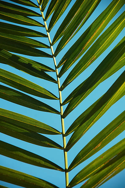 palmleaf - palmleaf - fotografias e filmes do acervo