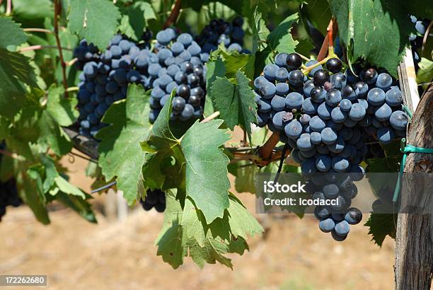 Foto de Frutas De Cereja e mais fotos de stock de Agosto - Agosto, Agricultura, Ajardinado