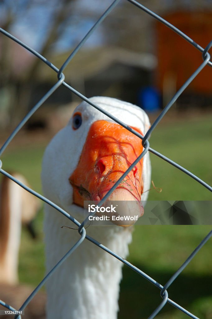 Goose derrière une barrière - Photo de Animaux en captivité libre de droits