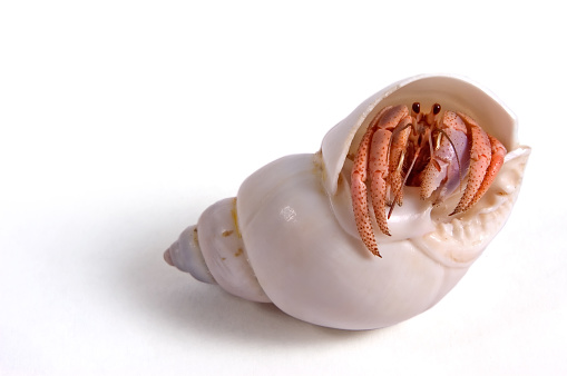 A hermit crab cautiously peeks out of its shell. Isolated on a white background.I actually used a piece of chewing gum to help position/hold the shell in place for this shot. Worked perfectly.Other images in this series: