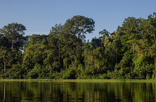 image of a lakeshore with a lot of vegetation in the background