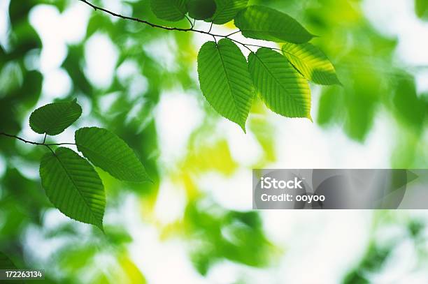 Photo libre de droit de Feuilles De banque d'images et plus d'images libres de droit de Bois - Bois, Branche - Partie d'une plante, Ciel couvert