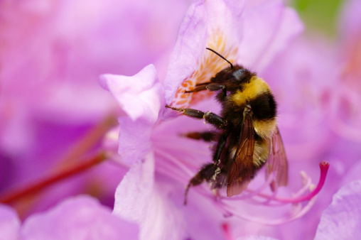 Bumble bee on Rhododendron.Please see more macro pictures from my Portfolio.Thank you!