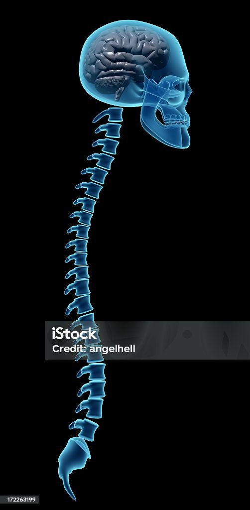 X-ray of human skull and vertebrae of the spine, no limbs X-ray of a human head with skull, brain and spine on side view and black background, great to be used in medicine works and health. Sacral Region Stock Photo