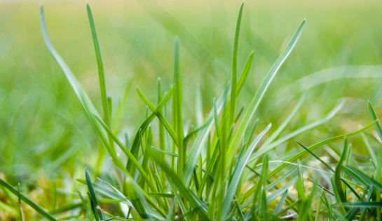 first fresh green grass in spring