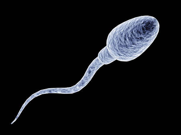 spermatozoon Render of spermatozoon sperm stock pictures, royalty-free photos & images