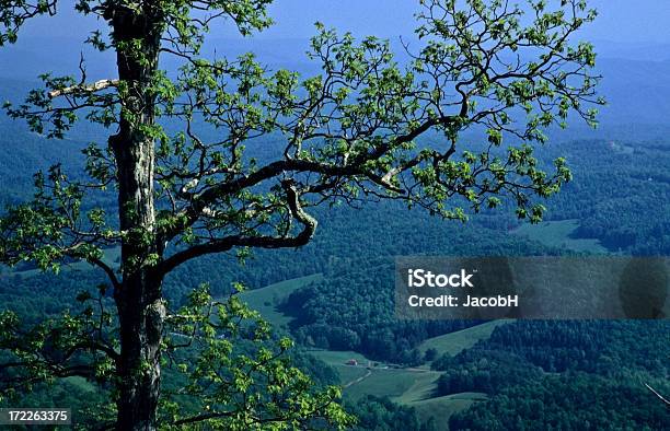 Albero Catena Montuosa Del Blue Ridge - Fotografie stock e altre immagini di Albero - Albero, Ambientazione esterna, Appalachia