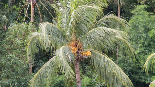 istock Coconut tree with yellow fruit and leaves blowing in the wind on a forest background. 1722633858