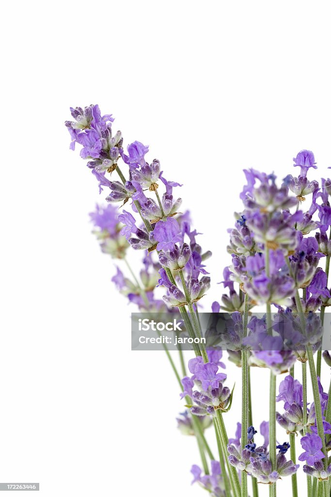 fresh lavender fresh lavender isolated on whiteSome of my pictures of herbs & spices: Blue Stock Photo