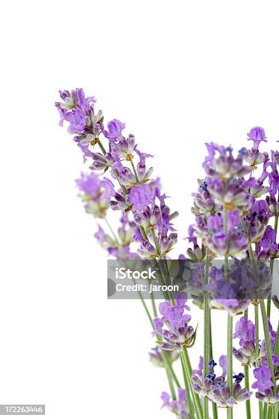 Fresh Lavender Stock Photo - Download Image Now - Blue, Cut Out, Flower