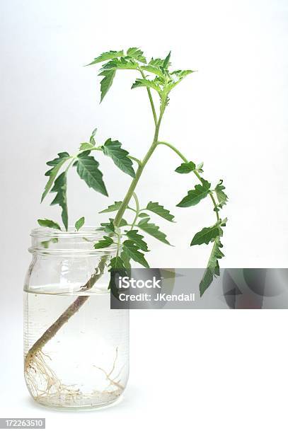 Pomidor - zdjęcia stockowe i więcej obrazów Hydroponika - Hydroponika, Roślina, Woda