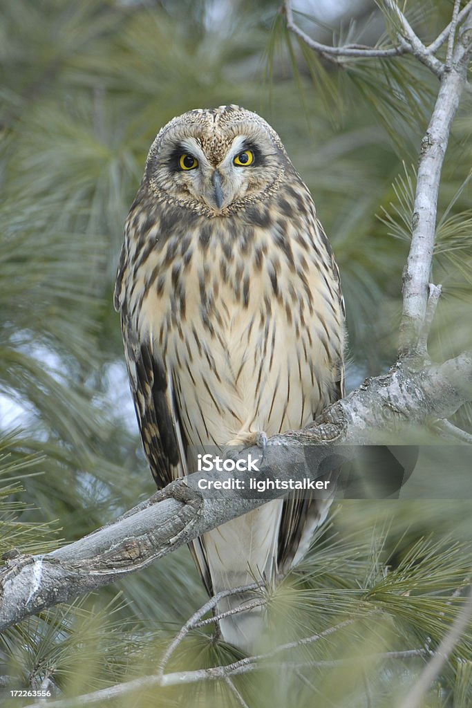 Short-Eared Owl "Winter scene of a Short-Eared Owl, one of a flock of about thirty wintering in Central Wisconsin.Please see more birds of prey:" Animal Stock Photo