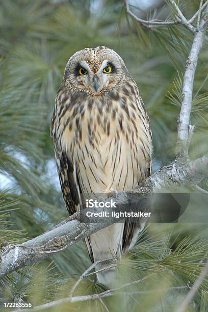 Shorteared Owl Stock Photo - Download Image Now - Animal, Animal Wildlife, Beauty In Nature