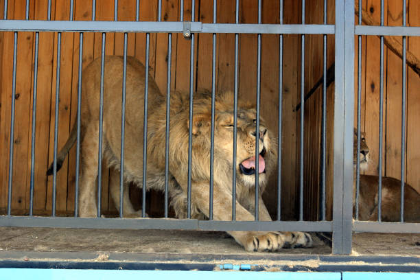 istock Only a woken up lion 172263719