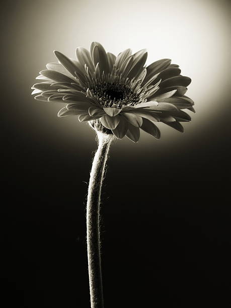 istock Beautiful gerber in black and white 172263775