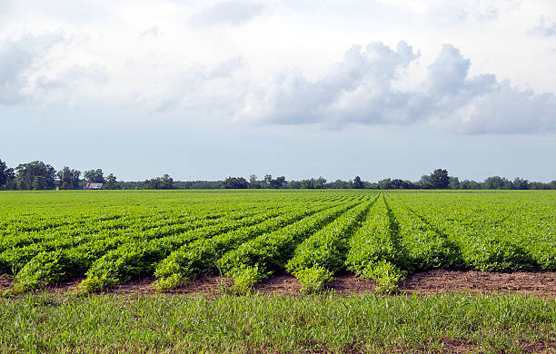 Peanuts Peanut crop.  Peanuts grow underground.  The plants will be pulled out of the ground and peanuts pulled from the roots. peanut crop stock pictures, royalty-free photos & images