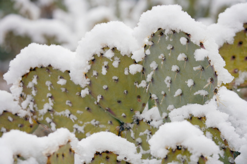 Desert and Cactus in the Snow, Saguaro National Park, Arizona