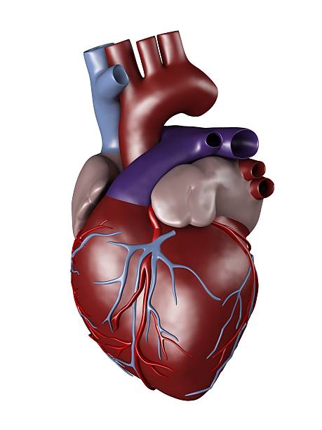 istock Human heart for medical study 172263956