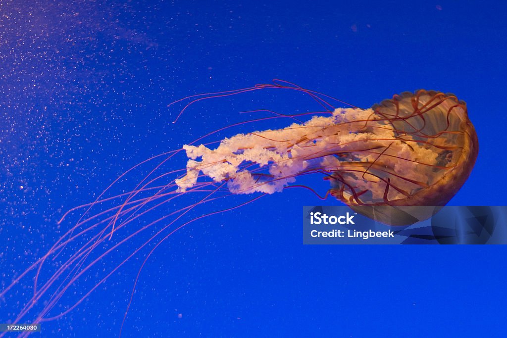 Ortie de mer de la côte Ouest - Photo de Animal invertébré libre de droits