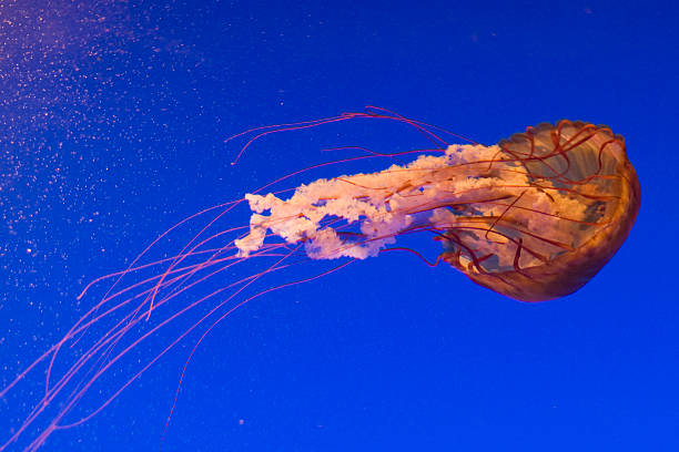 chrysaora fuscescens - scyphozoan imagens e fotografias de stock