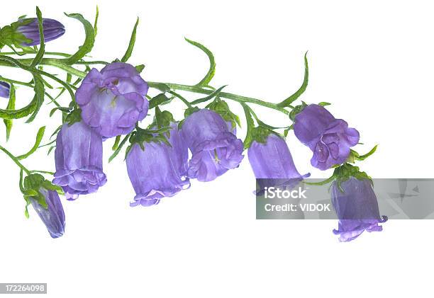 Flor Foto de stock y más banco de imágenes de Recortable - Recortable, Campanula rotundifolia, Campánula