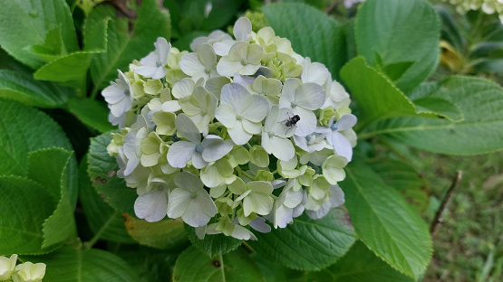 Fly perched on a hydrangea flower in the garden