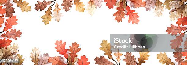 Jesień Liście Xl - zdjęcia stockowe i więcej obrazów Bez ludzi - Bez ludzi, Białe tło, Biały