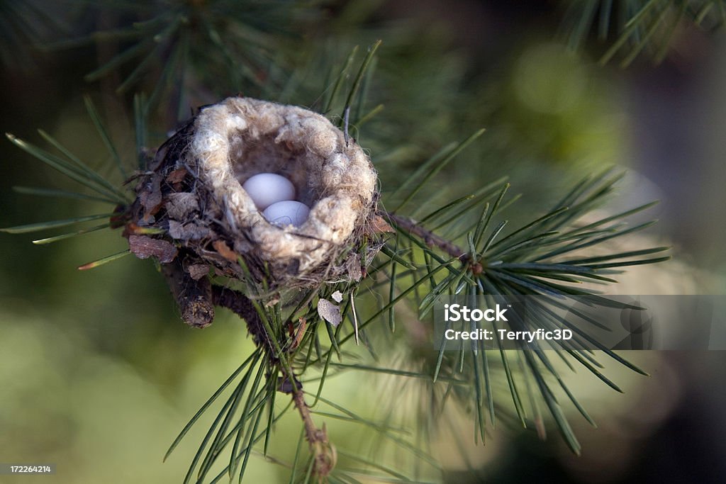 Hummingbird Eggs in Nest in Pine Tree Close Up A pair of tiny Anna's Hummingbird eggs in California. I climbed on a step ladder to get this shot. I had to work quickly since the mother was buzzing me and anxious to get back on her nest. Hummingbird Stock Photo