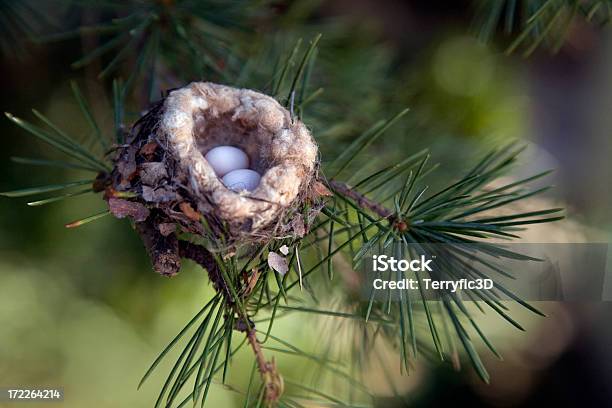 Hummingbird Eggs In Nest In Pine Tree Close Up Stock Photo - Download Image Now - Hummingbird, Animal Nest, Animal Egg